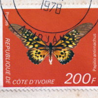 Papilio antimachus