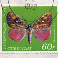 Miniodes discolor