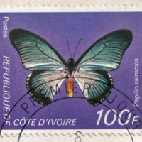 Papilio zalmoxis