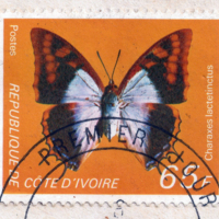 Charaxes lactetinctus
