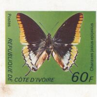 Charaxes jasius epijasius