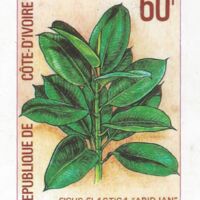 Ficus elastica &quot;Abidjan&quot;